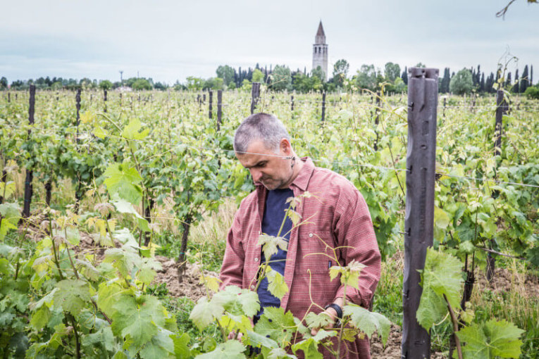 Riviera Friulana: la cantina Puntin di Aquileia è la miglior azienda 2019