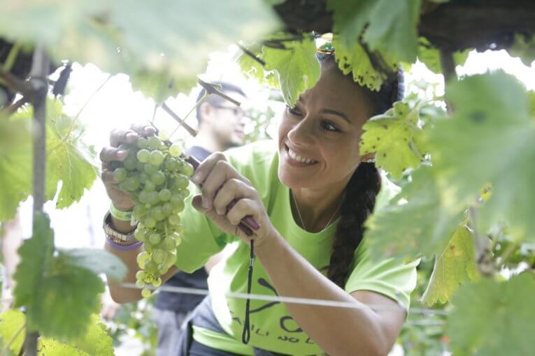 VENDEMMIA SOLIDALE - EVENTO PET CHARITY TRA LE COLLINE DEL PROSECCO SUPERIORE